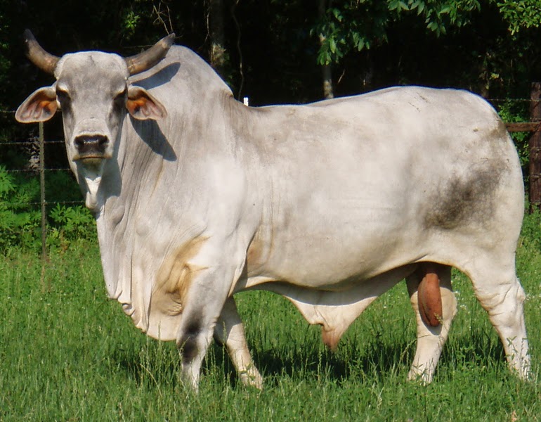 The American Cowboy Chronicles: Cattle Breed -- The ...