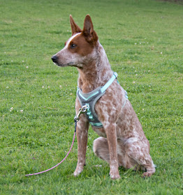 Rugged outdoor dog harness