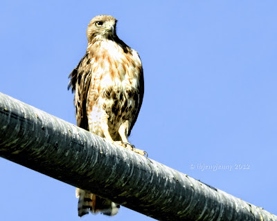 Red Tailed Hawk