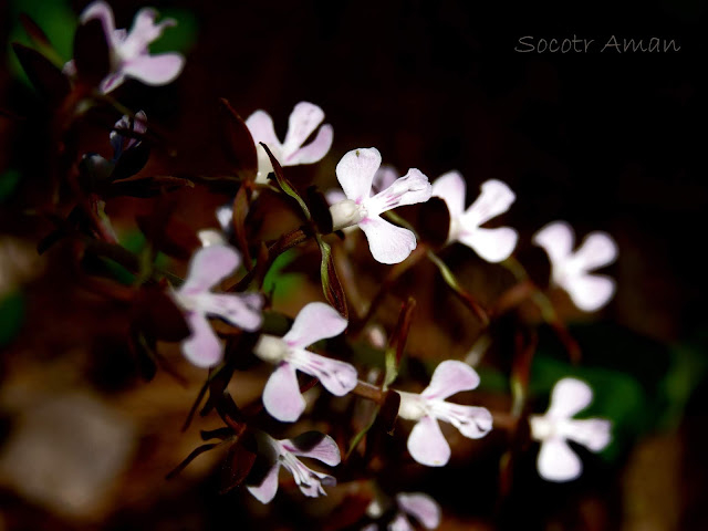 Calanthe discolor