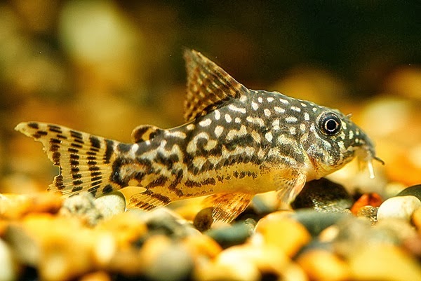 Budidaya Ikan  Corydoras  Akuarium Ikan  Hias 