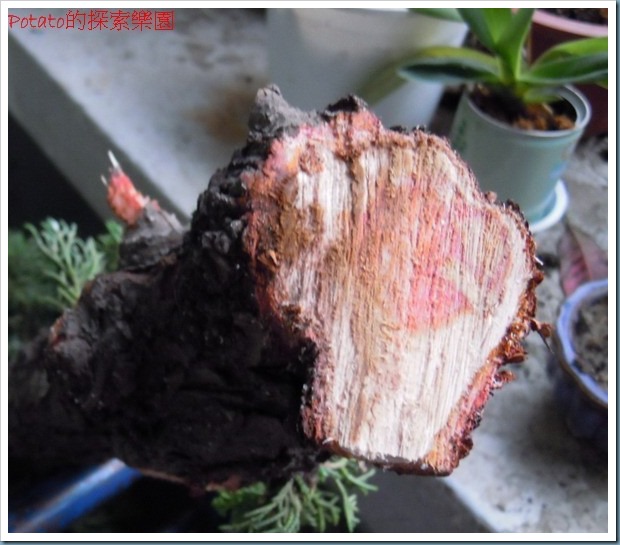 DSCN9790
