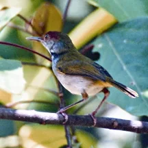  টুনটুনি পাখির প্রিয় খাবার কি -  টুনটুনি পাখির বাসার ছবি -  টুনটুনি পাখির ছবি আঁকা - tuntuni pakhi pic - insightflowblog.com - Image no 24