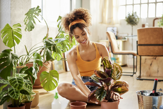 Discover the Best Easy Care Indoor Plants for Your Home Sanctuary