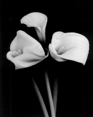 cala lily tattoo. Tattoos of several flowers including lilies.