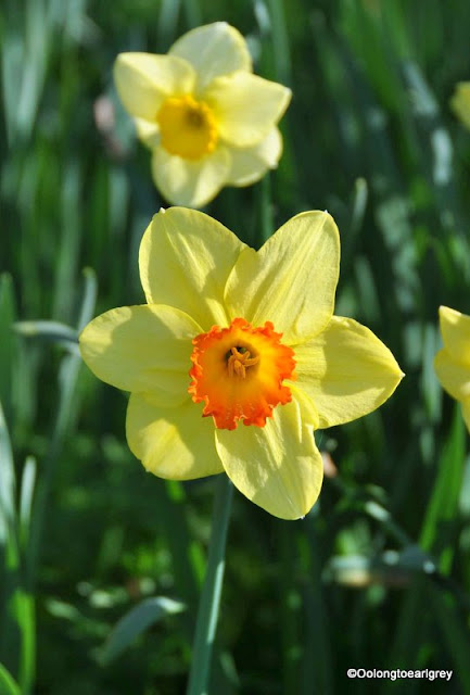 Daffodils