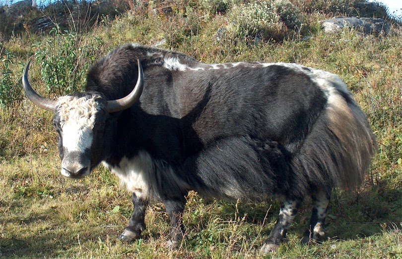 Yak
