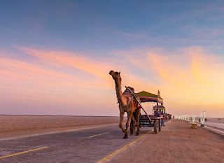 camel in Punjabi