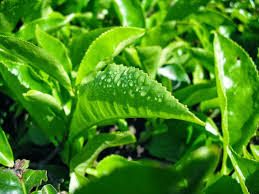 Daun teh hijau juga bisa digunakan untuk menurunkan kolestrol