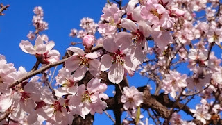 Almendro en flor