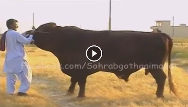 Gujjar Cattle Farm Heavy Bull "Nawab"  2014, Gujjar Cattle Farm Heavy Bull "Nawab"  2014 video,shah cattle farm 2014,  cattle farming in pakistan, shah cattle farm 2014, shah cattle farm 2014 video,