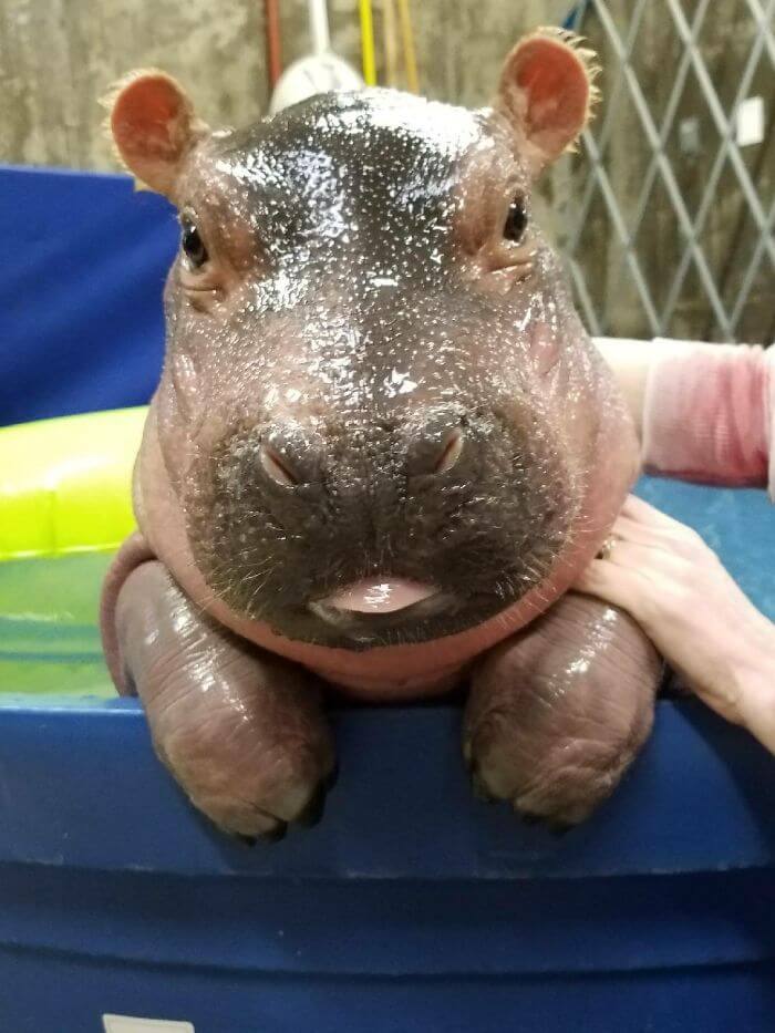 23 Adorable Baby Hippos That Will Make Your Day