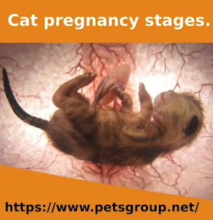 Cat pregnancy stages