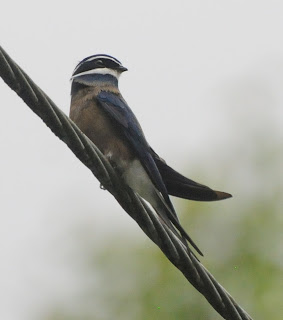 Whiskered Tree Swift