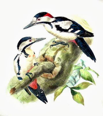 Syrian Woodpecker