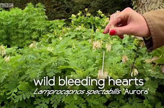 Wild Bleeding Hearts