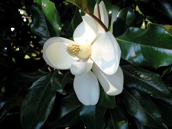 The Southern Magnolia can grow southern magnolia tree leaves. The Southern Magnolia can grow