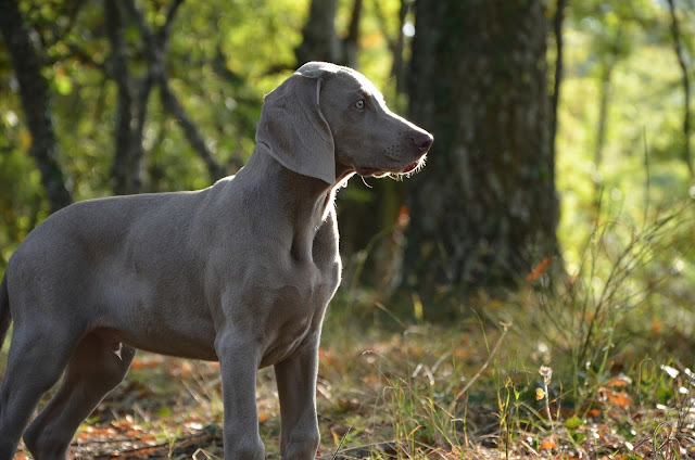 best-dogs-for-hikers