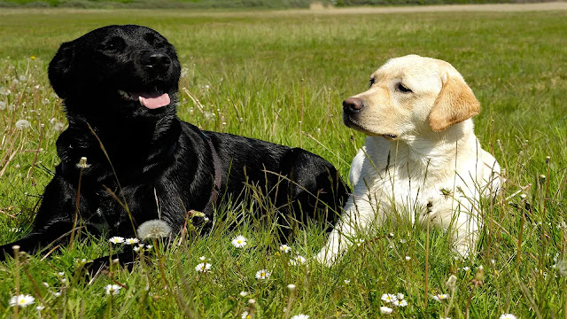 Labrador Retriever