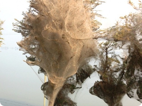 Spider cocoons in Sindh 2