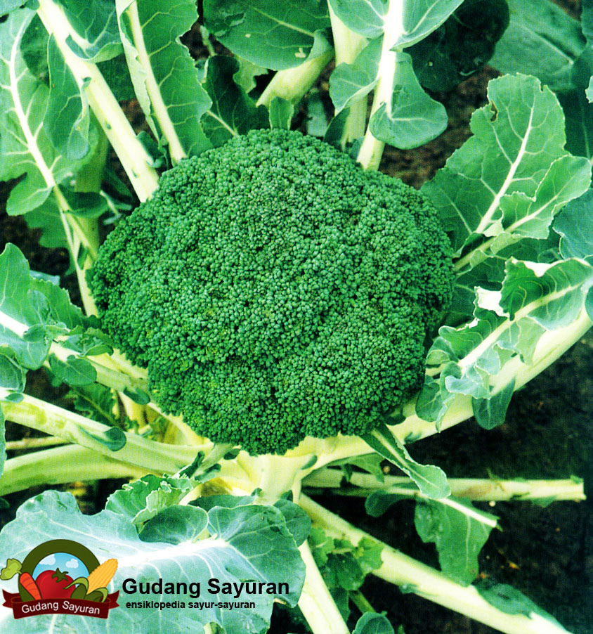 Brokoli  Gudang Sayuran