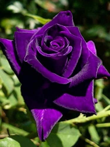 বেগুনী গোলাপ ফুলের ছবি - Picture of purple rose flower - গোলাপ ফুলের ছবি ডাউনলোড - বিভিন্ন রঙের গোলাপ ফুলের ছবি ডাউনলোড - rose flower - NeotericIT.com