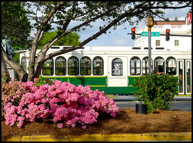 azaleas3