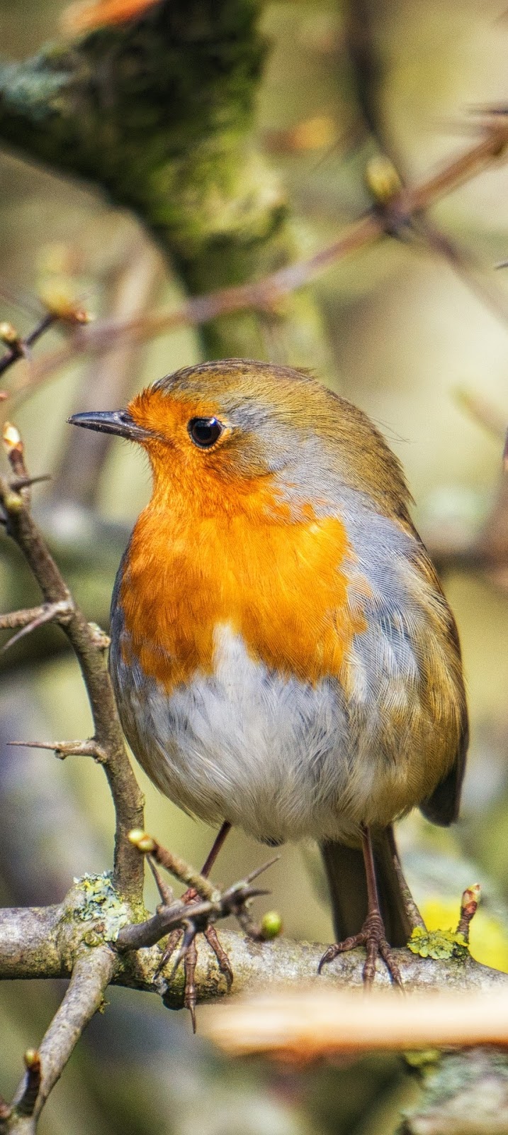 A robin on a tree branch.