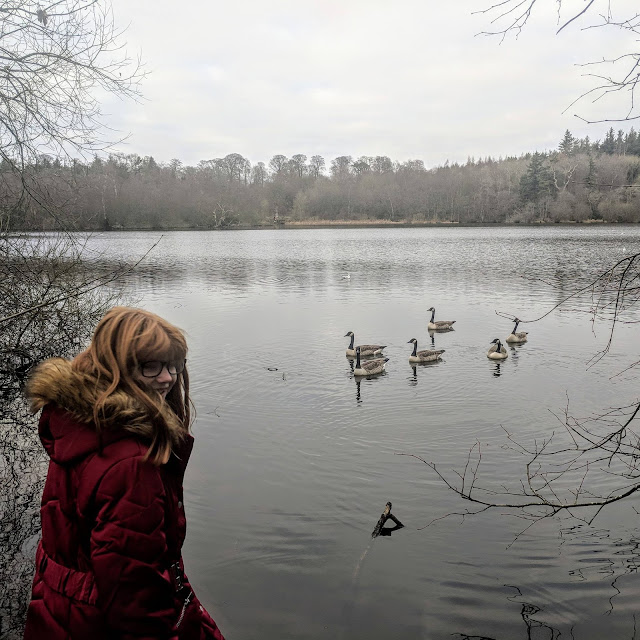 A Guide to Visiting Bolam Lake, Northumberland  - feeding geese from jetty