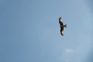 Red Kite | Bird Photography | Sir Peter Scott Walk Photo