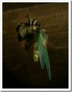 locust