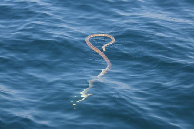 Морская змея Стокса (Astrotia stokesii)