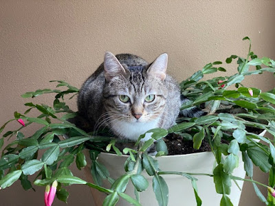 A grey cat with dark stripes is crouched in a potted Christmas cactus.