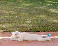 foto schnauzer miniatura branco filhote