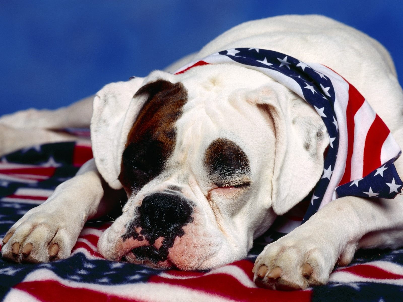 https://blogger.googleusercontent.com/img/b/R29vZ2xl/AVvXsEjbj6Rs9mRM-eCkkpUL4Ecp4Alwu0yCcaDgYjiNykZccqFi19cMcoaqQSVEWG7i9MX8SJi1A6I6FpaGNTR2ZEtVmrka9ilonARGm1vgrX5hUwwy6AKMRsAWNbIhxSEbdltthJSNhjuPB7s/s1600/American+flag+on+white+boxer+dog+wallpaper.jpg