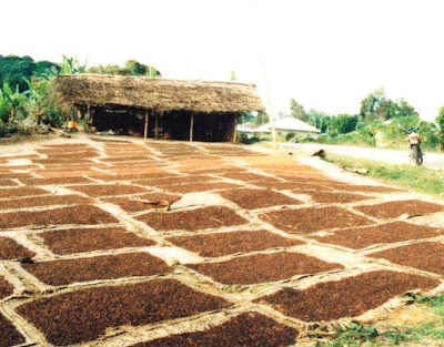 Seasonal clove buds drying on Pemba