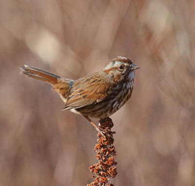 Photo of Song Sparrow