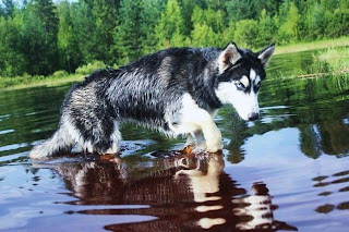 Husky Dogs