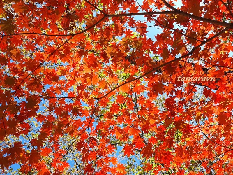 Клён ложнозибольдов (Acer pseudosieboldianum)