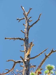 Tree Branches Blue Sky Mount San Jacinto State Park (c) David Ocker