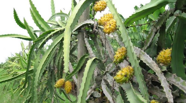 budidaya buah naga kuning