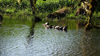 Western painted turtles perched on log