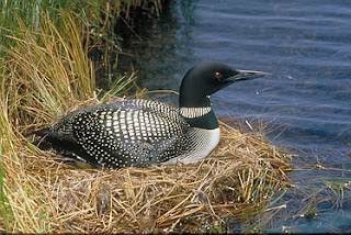 Common Loon