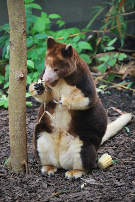 Tree Kangaroo Seen On www.coolpicturegallery.net