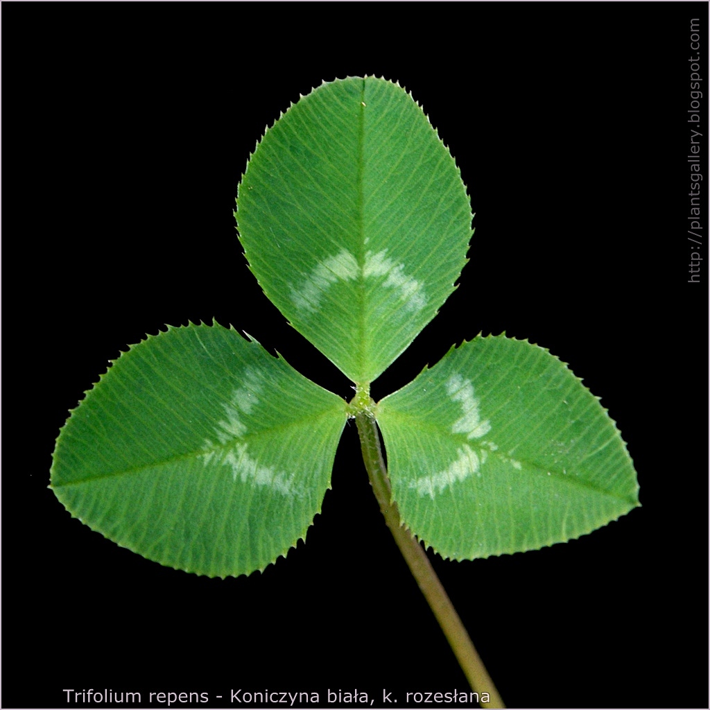 Trifolium repens - Koniczyna biała, koniczyna rozesłana liść