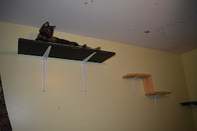 Providing cats with vertical space