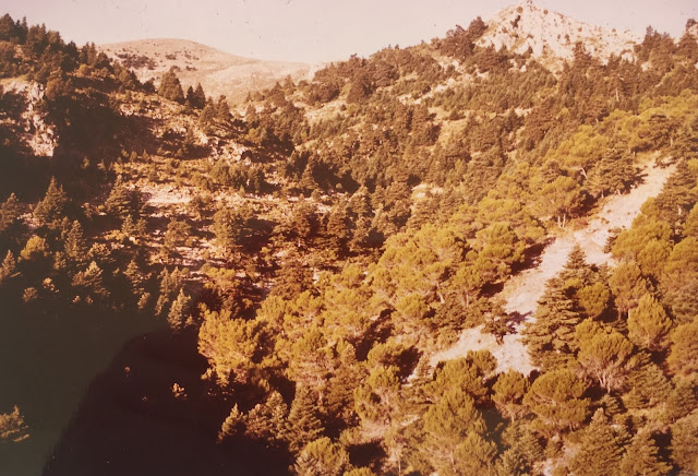 Vista desde el Puerto del Saucillo hacia el Filar de Los Mármoles, con cortafuegos sobre pinar de halepensis, a la izquierda cañada del pinsapar de El Saucillo; al fondo el Cerro del Cuco, a 1660 m de altitud (verano de 1983). Autor Rudolf Janda. Fuente: Archivo personal de José Pino Rivera.