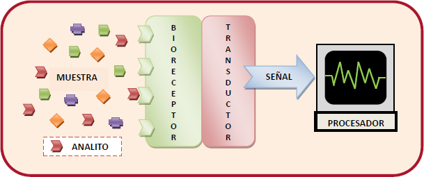 Esquema de la estructura general y funcionamiento de un biosensor