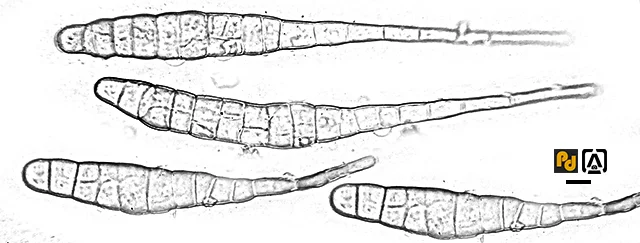 Alternaria brassicae