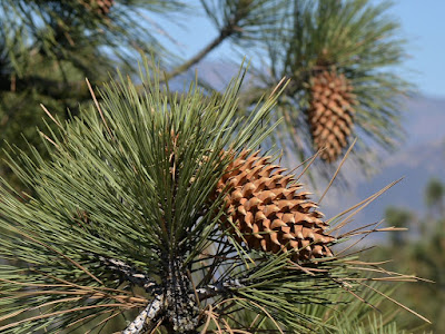 Pinus coulteri - Coulter Pine care and cultivation